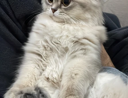 Çiftleştirmek için erkek kedi arıyoruz - 118974044