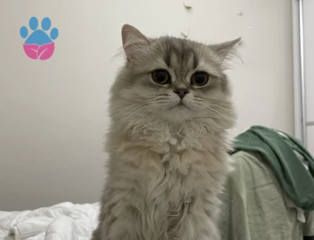 Çiftleştirmek için erkek kedi arıyoruz