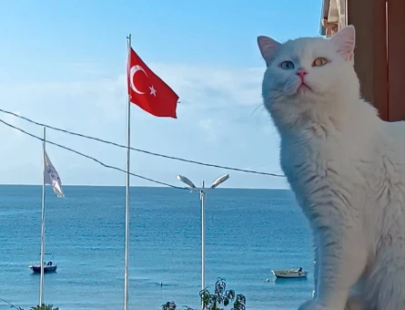 2 yaşındaki Oğlumuza eş arıyoruz - 118974046