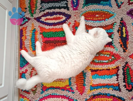 2 yaşındaki Oğlumuza eş arıyoruz