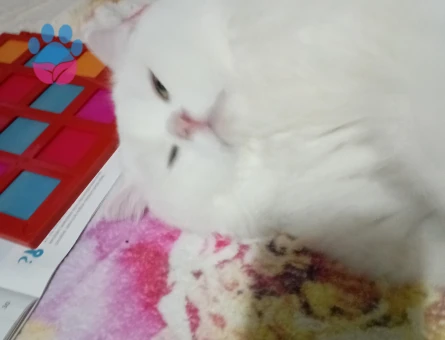 2 yaşındaki Oğlumuza eş arıyoruz