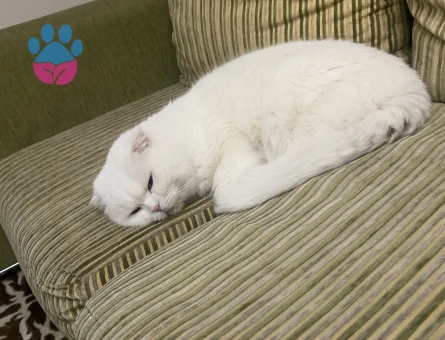 British Shorthair 3 Yaşında Eş Arıyor