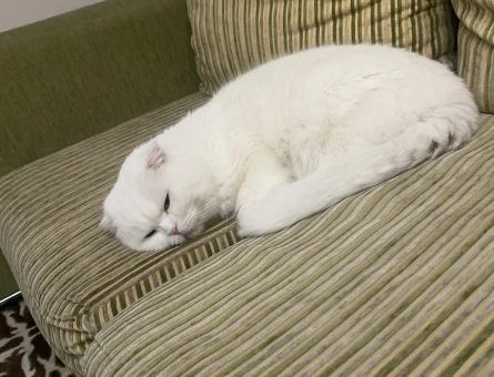 British Shorthair 3 Yaşında Eş Arıyor - 118981732