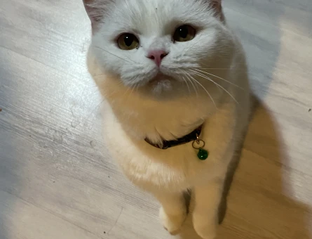 British Shorthair 1 Yaşında Eş Arıyor - 118981735