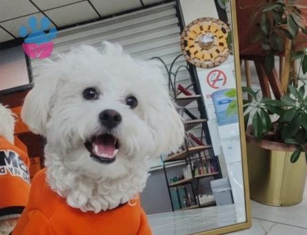 1 yaşında terrıer oğlum için dişi arıyorum