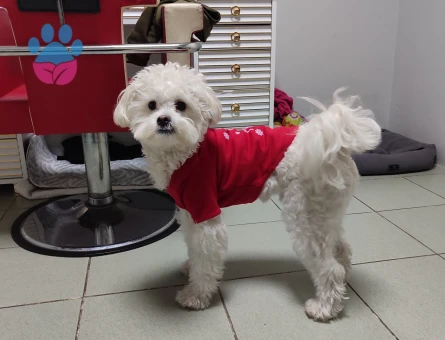 1 yaşında terrıer oğlum için dişi arıyorum