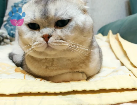Scottish Fold Erkek Kedime Eş arıyoruz