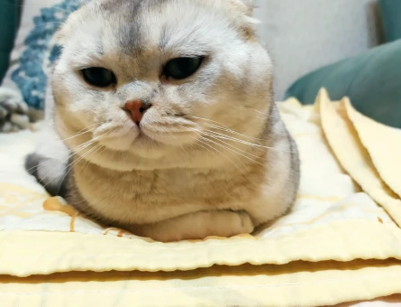 Scottish Fold Erkek Kedime Eş arıyoruz - 118981737