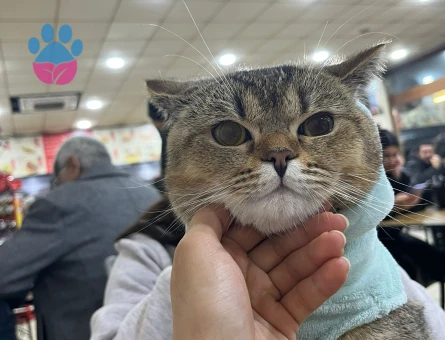 British Kedime dişi ariyoruz