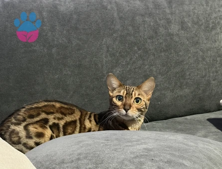 Bengal Kedime Eş Arıyorum