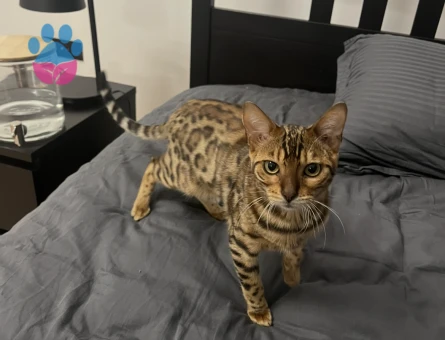 Bengal Kedime Eş Arıyorum