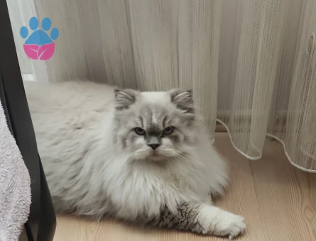 british longhair erkek kedime eş arıyorum