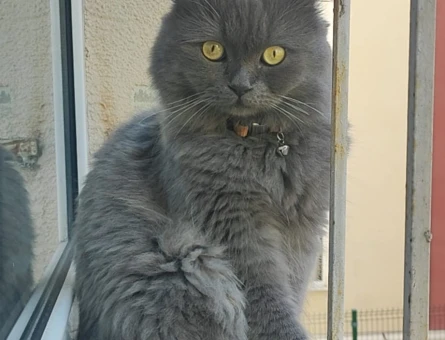 British Shorthair Dişi Kedime Eş Arıyorum - 118981746
