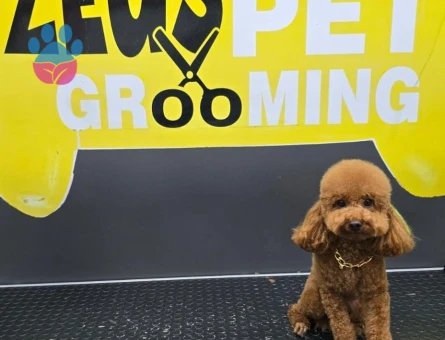Toy Poodle Luki Eş Arıyor