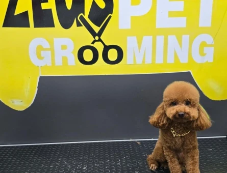 Toy Poodle Luki Eş Arıyor - 118981749