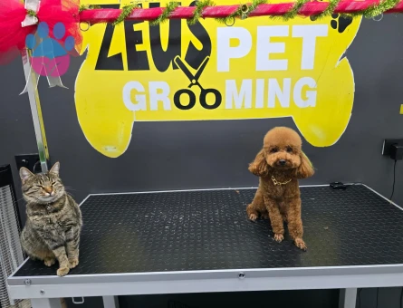 Toy Poodle Luki Eş Arıyor