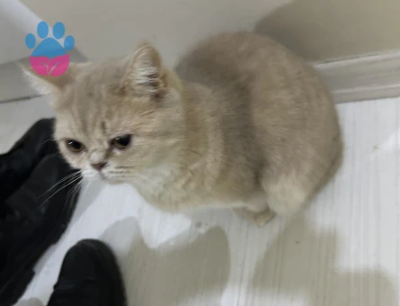 British Shorthair 2 Yaşında Kedim Eş Arıyor