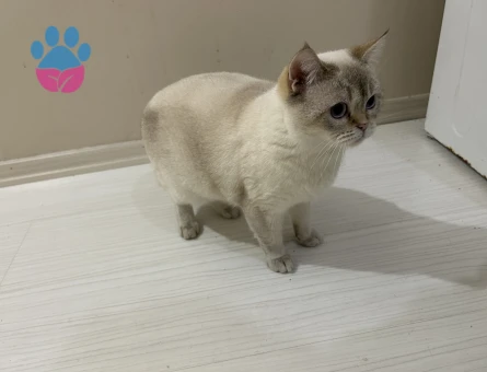 British Shorthair 2 Yaşında Kedim Eş Arıyor