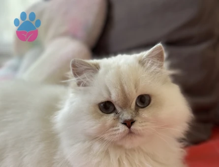 British longhair 11 Aylık Dişi Kedim Eş Arıyor