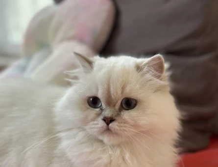 British longhair 11 Aylık Dişi Kedim Eş Arıyor - 118981757
