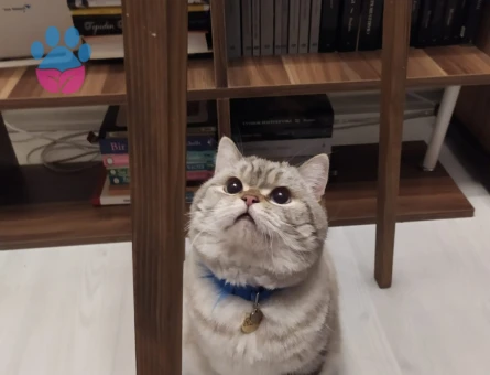 British Shorthair Oğluma gelin adayları arıyoruz