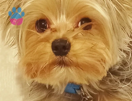 Yorkshire Terrier 1 Yaşında Eş Arıyoruz