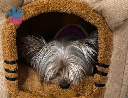 Yorkshire Terrier 1 Yaşında Eş Arıyoruz