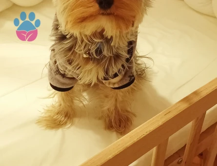 Yorkshire Terrier 1 Yaşında Eş Arıyoruz