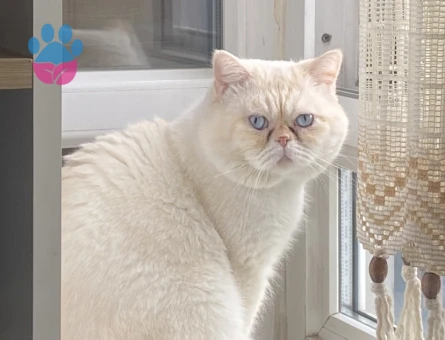 2,5 yaşında erkek exotic shorthair