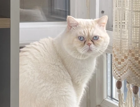 2,5 yaşında erkek exotic shorthair - 118981759