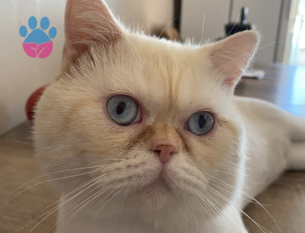 2,5 yaşında erkek exotic shorthair