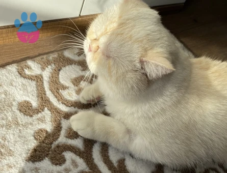 2,5 yaşında erkek exotic shorthair