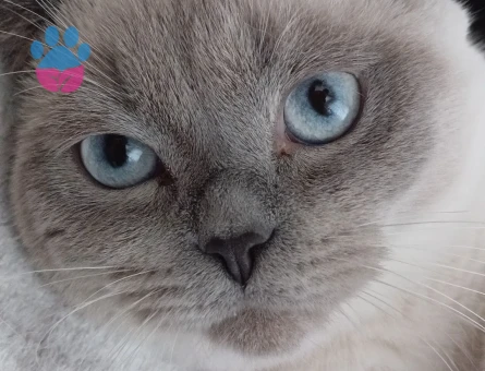 Scottish Fold Yakışıklı Erkeğim Eş Arıyor