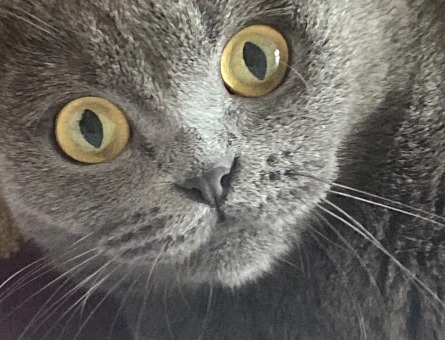 Scottish Fold Kızım Eş Arıyor - 118974962