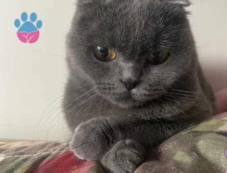 Scottish Fold Kızım Eş Arıyor