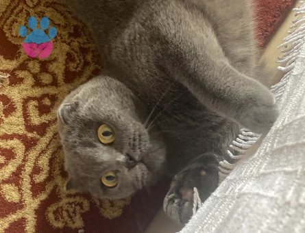 Scottish Fold Kızım Eş Arıyor
