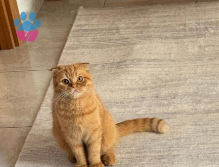 Scottish Fold D23 Dişi Kedimizi Çiftleştirmek İstiyoruz