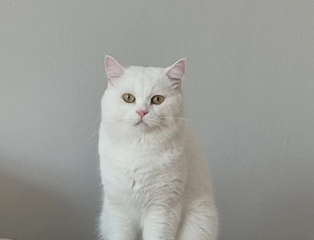 Scottish Fold 1 Yaşında Kedim Eş Arıyor - 118974969