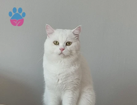 Scottish Fold 1 Yaşında Kedim Eş Arıyor