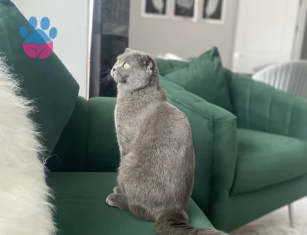 British Shorthair İcardi Eş Arıyor