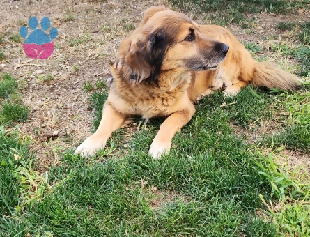 Rus Finosu Kırması 7 Yaşında Eş Arıyor