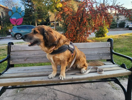 Rus Finosu Kırması 7 Yaşında Eş Arıyor