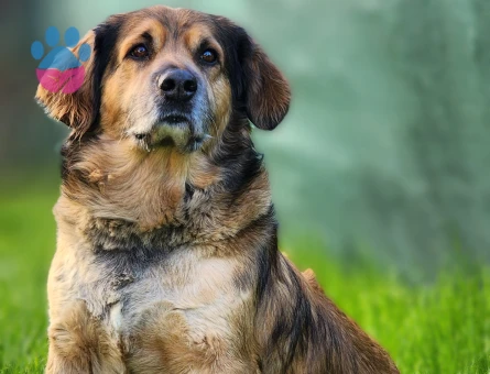 Rus Finosu Kırması 7 Yaşında Eş Arıyor