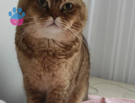 British Shorthair Dişi Kedim Eş Arıyor