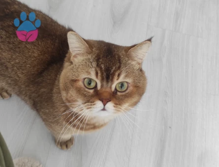 British Shorthair Dişi Kedim Eş Arıyor