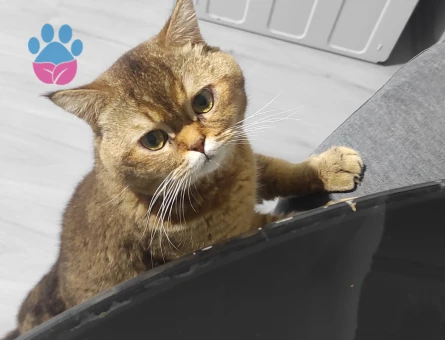 British Shorthair Dişi Kedim Eş Arıyor