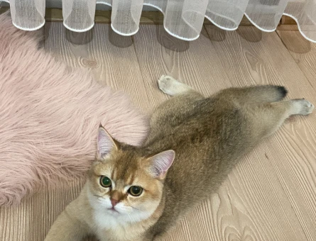 British shorthair safkan golden dişi eş arıyorum - 118974978