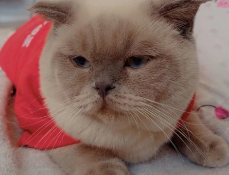 Scottish Fold Kedim 10 Aylık Eş Arıyor - 118974979