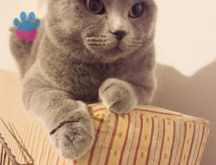 Scottish Fold 1 Yaşında Dişi Kedim Eş Arıyor