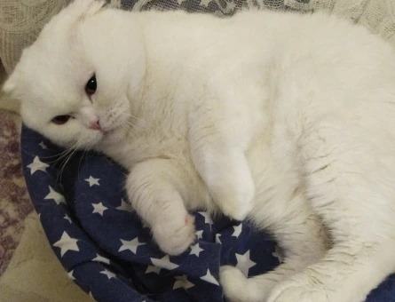 Scottish Fold 2 Yaşında Eş Arıyor - 118974982